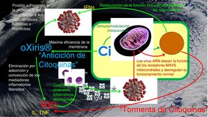 Estrategia combinada de inmunomodulación del protocolo CONVEHY®. oXiris® = única marca comercial de la membrana de Acrilonitrilo 69-Superficie Tratada Heparina Anclada. Ci = citrato. ARN = ácido ribonucleico. RID = Respuesta Inflamatoria Desregulada. IFNs = Interferón. IL = interleuquina. TNF = factor necrótico tisular. IgM = immunoglobulina M. Flecha roja curvada = reducción o deterioro. Flecha verde curvada = activación o mejora.