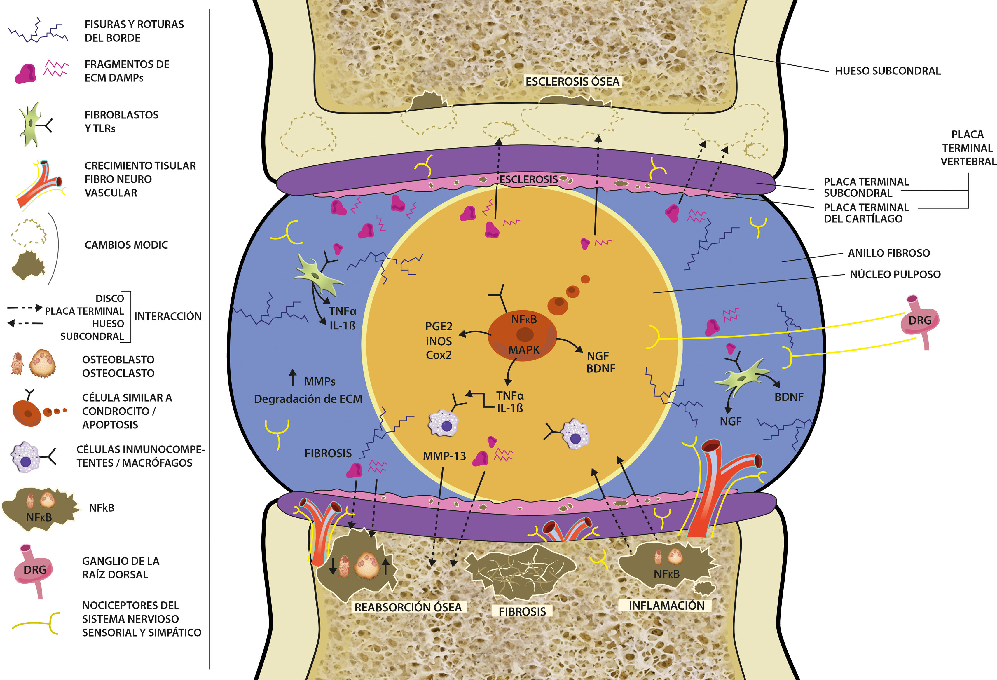 fig0015