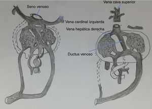 Desarrollo embriológico de las venas cardinales.