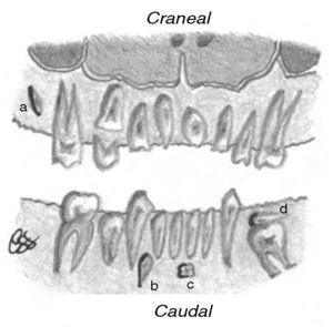 Ilustración del emplazamiento del diente SN en función de si es craneal o caudal a otro diente. En el maxilar superior es craneal cuando se sitúa más apical al diente de referencia y caudal si es más coronal al diente adyacente. En el maxilar inferior se describe al revés que en el superior. Por ejemplo, el SN: (a) localizado en el maxilar superior, presenta orientación vertical incluida y posición craneal respecto al diente adyacente; (b) es vertical invertido incluido y tiene posición caudal; (c) se orienta transversalmente y en situación caudal; y (d) muestra disposición horizontal y se sitúa cranealmente al molar subyacente, que se asocia con anquilosis alvéolo-dentaria.