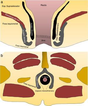 (a y b) Esquemas de la anatomía del esfínter anal y los espacios perirrectales.