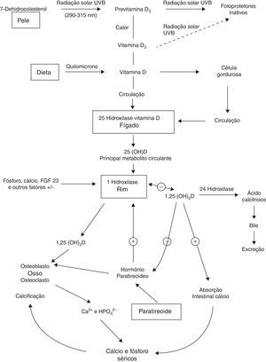 Síntese e metabolismo da vitamina D assim como sua ação na regulação dos níveis de cálcio, fósforo e metabolismo ósseo.8 UVB, raios ultravioleta B; 25(OH)D, 25‐hidroxivitamina D; 1,25(OH)2D, 1,25‐di‐hidroxivitamina D; FGF‐23, fator de crescimento de fibroblastos 23; Ca2+, ions cálcio; HPO42–, íons fósforo.