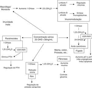 Funções não esqueléticas da 1,25‐dihidroxivitamina D. Adaptado de Holick MF et al.8 VDR, receptor da vitamina D; RXR, região alvo; 1‐OHase, 25‐hidroxivitamina D‐1α‐hidroxilase; 25(OH)D, 25‐hidroxivitamina D; 1,25(OH)2D, 1,25‐di‐hidroxivitamina D; 24‐OHase, 25‐hidroxivitamina D‐24‐hidroxilase; p21 e p27, genes envolvidos no controle da proliferação, inibição da angiogênese e apoptose celulares.