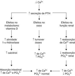 Mecanismos regulatórios dos níveis séricos de cálcio e fósforo. Adaptado de Ross AC et al.7 PTH, hormônio da paratireoide; Ca2+, íon cálcio; PO43–, íons fosfato; ↑, aumento; ↓, redução.