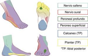 Inervación sensitiva del tobillo y del pie. Fuente: autores.