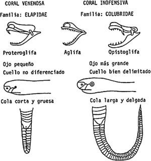 Características de las culebras del género Elapidae comparado con otros géneros no venenosos.