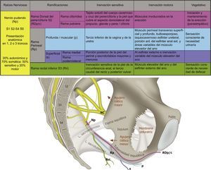 Anatomía y funcionalidad del nervio pudendo (Np), formado por las raíces S2-S4. Sus ramificaciones son la rama dorsal del pene/clítoris (RDp/c); la rama perineal (Rp) con sus ramificaciones profunda (p) y superficial (s), así como la rama rectal inferior (Rri) en su relación con el ligamento sacroespinoso, sacrotuberoso; el agujero ciático mayor y menor, la espina isquiática, la tuberosidad isquiática y en nervio ciático (NC). Fuente: María Fernanda Rojas Gómez MD.