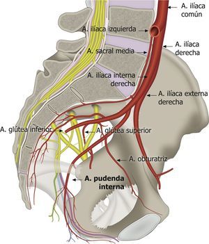Arteria pudenda interna, rama de la arteria ilíaca interna y su relación con el ligamento sacroespinoso, sacrotuberoso y el nervio pudendo interno. Fuente: María Fernanda Rojas Gómez MD.