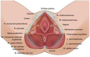 Anatomía perineal. Fuente: María Fernanda Rojas Gómez MD.