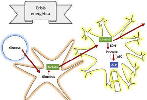 Teoría de lanzaderas astrocito-neuronales. ATC: ciclo del ácido tricarboxílico; LDH: lactato deshidrogenasa. Fuente: Autores.