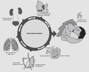Teoría de migración activa. Modificado de Martín et al., 200411.