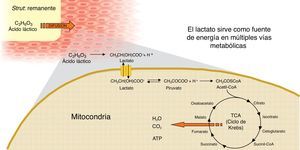 Degradación de PLLA y metabolismo del lactato en el ciclo de Krebs.