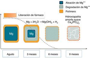 Representación esquemática del proceso de reabsorción de las plataformas biorreabsorbibles de magnesio.