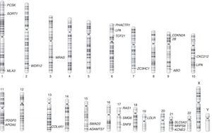 Regiones cromosómicas de las variantes genéticas en genes asociados a riesgo para infarto agudo de miocardio. Tomado y modificado de O¿Donell et al45. ABO: histogrupo sanguíneo ABO sistema transferasa; ADAMTS7: metalopeptidasa ADAM con trombospondina tipo 1, motivo 7; APOA5: apoproteína A5; CDKN2A: Inhibidor de quinasa dependiente de ciclina 2A; COL4A1: colágeno tipo 4 alfa 1; KCNE2: canal de potasio activado por voltaje, miembro 2; LDLR: receptor de la lipoproteína de baja densidad; LIPA: lipasa A; LPA: lipoproteína A; MIA3: actividad inhibitoria del melanoma; MRAS: oncogen homólogo RAS; MRPS6: proteína ribosomal mitocondrial S6; PCSK: proproteína/convertasa subtilisina/kexina tipo 1; PDGF0: factor de crecimiento derivado de plaquetas; PHACTR1: regulador de actina y fosfatasa 1; SMAD3: miembro 3 de la familia SMAD; SLC5A3: solute carrier family 5, member 3 (su sigla en inglés); SMG6: SMG6 nonsense mediated mRNA decay factor (su sigla en inglés); SNF8: subunidad del complejo ESCRT-II, SNF8; SORT1: sortilina 1; RAS1: Ras tipo 1; TCF21: factor de transcripción 21; WDR12: proteína con repeticiones WD; ZC3HC1: dominio de zinc de tipo C3HC.