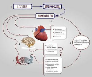 Efectos biológicos del LCZ696. 1. El LCZ696 inhibe la endopeptidasa neprilisina. 2. Se produce entonces un aumento en los niveles de los PN, que a su vez van a tener varios efectos cardiovasculares protectores. 3. Cardiovascular: i) Disminución de la precarga, ii) Disminución de las presiones de llenado y iii) Aumento en el lusitropismo. 4. A nivel del sistema nervioso central se produce: i) Disminución de la activación de los aferentes vagales y ii) supresión simpática a nivel central que tienen como efecto neto una disminución de la presión arterial media. 5. En las arterias y venas aparecerá: i) Aumento en la capacitancia venosa, ii) Disminución de la presión arterial media, iii) Extravasación de fluido intravascular, consecuencia de la natriuresis producida y iv) Disminución de la resistencia vascular. 6. La disminución de la resistencia vascular, la disminución en el remodelamiento mal-adapativo ocurre por el efecto inhibitorio del SRAA, la vasopresina, las citoquinas y la endotelina. PN=Péptidos Natriuréticos, SRAA=Sistema Renina Angiotensina Aldosterona.