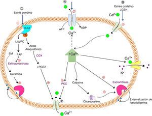 Señalización celular de los procesos de la eriptosis. El estímulo clave para la eriptosis en los tres procesos (A, B y C) esquematizados en la figura es el aumento de Ca2+ intracelular, pero cada uno se explica por vías diferentes. A. Estrés energético: disminución de ATP que reduce la acción de la ATPasa de calcio y en consecuencia disminuye la salida de Ca2+. Activación de PKC que fosforila proteínas de la membrana que permiten la entrada de Ca2+. B. Estrés oxidativo: disminución de GSH y activación de los canales catiónicos. C. Estrés osmótico: activación de la PLA2, que libera ácido araquidónico de fosfatidilcolina, para generar PGE2, que activa los canales de Ca2+. Activación de los canales de K+dependientes de Ca2+, con la subsiguiente pérdida de Cl- y H2O, generando contracción en el eritrocito. Los tres procesos esquematizados estimulan la translocación de fosfolípidos de la membrana, produciendo la exposición o externalización de PS por medio de una escramblasa sensible a Ca2+. Glutatión reducido (GSH); fosfolipasa A2 (PLA2); fosfatidilcolina (PC); prostaglandina E2 (PGE2); esfingomielina (SM); factor de agregación plaquetario (PAF); ciclooxigenasa (COX); proteína quinasa dependiente de calcio (PKC); estimulación (⊕); inhibición (∅). Adaptado de Herlax y col. 2011.