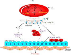 Actividad trombogénica del ácido fosfatídico en eritrocitos humanos. Los eritrocitos responden a PA endógeno para expresar PS en su superficie (eriptosis), lo cual está mediada por una disminución de ATP, aumento de Ca2+, y activación de PKC, que culmina con la activación de la escramblasa e inhibición de la flipasa. Los eritrocitos estimulados con PA pueden inducir la generación de trombina en el plasma y aumentar la agregación y adhesión de los eritrocitos a las células endoteliales, contribuyendo a la formación de trombos. PA: ácido fosfatídico. PS: fosfatidilserina. PKC: proteína quinasa C. CE: célula endotelial. Adaptado de Noh y col. 2010.