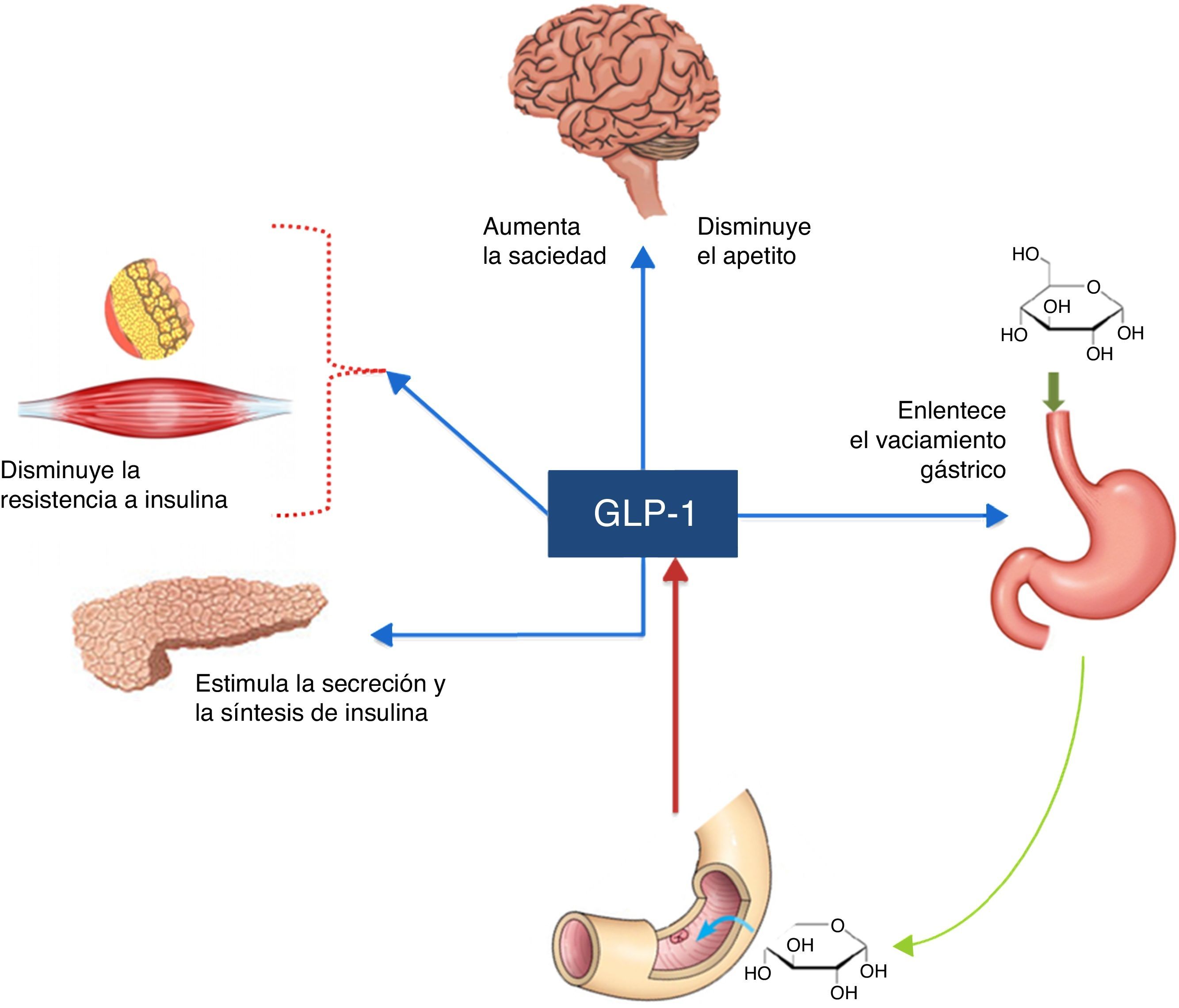 incretina glp-1 para adelgazar Existe un espacio para los análogos de la incretina como terapia para el  sobrepeso, la obesidad y la prevención de la enfermedad cardio-metabólica?