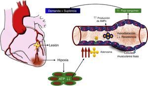 Rol de la adenosina en la vasodilatación para mejorar el flujo sanguíneo coronario y balancear la demanda y la suplencia de oxígeno miocárdico. ATP (adenosin trifosfato), AMPc (adenosín monofosfato cíclico).