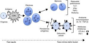 Modelo de diferenciación de linfocitos T. Las CPA presentan los antígenos parasitarios a los linfocitos T vírgenes. Se produce expansión clonal y se convierten en células efectoras. Con la disminución o eliminación del antígeno se reduce la población efectora y se generan células de memoria. Las células de memoria, al entrar en contacto con el antígeno, desencadenan una respuesta polifuncional con producción de citocinas y moléculas efectoras. Si el antígeno persiste se induce disfunción celular; las células cambian el patrón de secreción de citocinas, expresan marcadores de agotamiento clonal y no controlan la infección aunque producen daño tisular. CPA (células presentadoras de antígeno), CTLA-4 (proteína citotóxica asociada a los linfocitos T), IL-2 (interleucina 2), INF-γ (interferón gamma), PD-1 (muerte celular programada tipo 1).