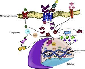 Vías de señalización de la hipertrofia cardiaca. Los receptores para endotelina (ET-1) y angiotensina II (Ang II), pueden estimular la señalización mediante la diacilglicerol (DAG) por la vía de RAS y quinasas mitogénicas (MEKK). Por su parte, otros factores de crecimiento como factor similar a la insulina (IGF-1), y fibroblasto (FGF) fosforilan los receptores tirosina quinasa rTK) en la membrana celular. En la cromatina los factores de transcripción c-JUN y c-Fos pueden inducir la transcripción de genes específicos que inducen la hipertrofia cardiaca. Algunos modificadores de la transcripción, como las histonas deacetilasas (HDAC) o las demetilasas de histonas (JMJD2A), pueden alterar la expresión génica (explicación en el texto).