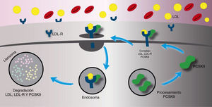 Mecanismo de acción de la paraproteína convertasa subtilisina/kexina tipo 9. El complejo de la paraproteína convertasa subtilisina/kexina tipo 9/y el receptor de las lipoproteínas de baja densidad es internalizado dentro de un lisosoma para ser degradado llevando a una disminución en el número del receptor de las lipoproteínas de baja densidad en la superficie celular, la disminución de la captación de las lipoproteínas de baja densidad y el aumento de sus concentraciones sanguíneas.