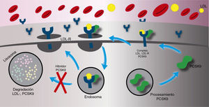 Mecanismo de acción de los inhibidores de la paraproteína convertasa subtilisina/kexina tipo 9. Cuando la actividad de la paraproteína convertasa subtilisina/kexina tipo 9 es inhibido por un anticuerpo, un número importante de receptores de las lipoproteínas de baja densidad retornan a la superficie celular y no son degradados por los lisosomas, en consecuencia aumenta la captación de las lipoproteínas de baja densidad circulante y disminuye la concentración sanguínea de las lipoproteínas de baja densidad.
