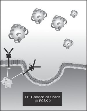 PCSK-9 unida al RLDL.