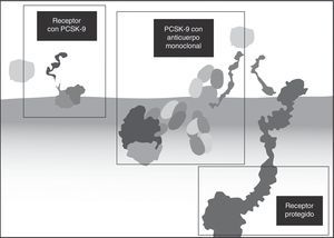 Mecanismo de acción de los anticuerpos contra la PCSK9.