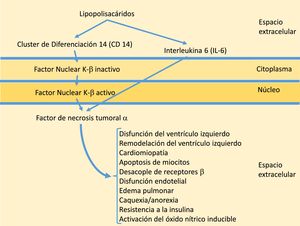 Activación de la inmunidad innata.