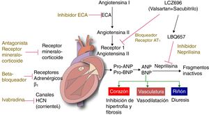Medicamentos actuales para falla cardíaca Modificado de Lother y Hein2.