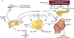 Fisiopatología del síndrome metabólico (resistencia a la insulina). Adaptada de Eckel et al.1.
