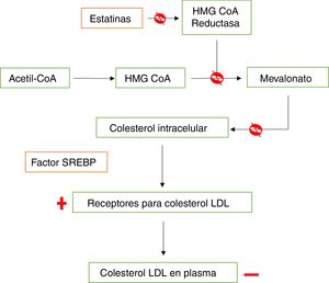 Mecanismo de acción de las estatinas en la síntesis de colesterol. Las estatinas se unen de manera covalente al sitio activo de la HMG-CoA reductasa con mayor afinidad que la HMG-CoA, bloqueando (ᴓ) la formación de mevalonato, precursor de la síntesis de colesterol, ocasionando una disminución (-) en los niveles de colesterol intracelular mediante dos mecanismos: i) bloqueo de la síntesis del colesterol y ii) activación del factor SREBP, que activa el aumento (+) y expresión de los receptores de captación del colesterol LDL en el hígado, la glándula suprarrenal y el tejido graso.