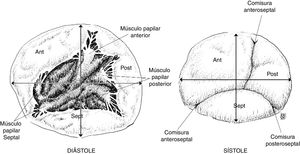 Estructura del anillo tricúspide y su comportamiento durante el ciclo cardiaco. También se detallan los grupos musculares papilares que hacen parte del funcionamiento valvular.