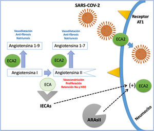Interacción del sistema renina-angiotensina y el SARS-CoV-2. La ECA (enzima convertidora de angiotensina) cumple la función de convertir la AG1 (angiotensina I) en AgII (angiotensina II) una proteína con acción vasoconstrictora, proliferativa y pro-fibrótica. La ECA2 (enzima convertidora de angiotensina 2) genera el paso de AnGI en AGI-9 y la AGII en AGI-7; estas dos proteínas resultantes tienen un efecto vasodilatador, anti-fibrótico y natriurético contrario al de la angiotensina II. La ECA2, además funciona como proteína de membrana que permite la entrada del SARS-CoV-2 a la célula. Los IECA (inhibidores de la enzima convertidora de angiotensina) y los ARAII (antagonistas del receptor de angiotensina II) aumentan la expresión de la ECA2; sin embargo, aún no está claro si su efecto puede ser deletéreo o benéfico en pacientes con infección por SARS-CoV-2.