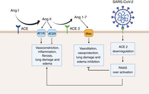 Renin angiotensin system (RAAS) overactivation as a result of SARS-CoV-2 infection. In physiological conditions, the angiotensin converting enzyme (ACE) metabolizes angiotensin I (Ang I) to angiotensin II (Ang II), thus leading to increased vasoconstriction, inflammation, fibrosis, lung damage and edema. Conversely, angiotensin converting enzyme 2 (ACE 2) inactivates Ang I by generating angiotensin 1-7 (Ang 1-7), which then interacts with the G-protein-coupled receptor Mas. This interaction is known to be vasoprotective, since it antagonizes the actions of Ang I. However, SARS-CoV-2 downregulates the expression of ACE2, thus leading to RAAS overactivation and to increased lung damage and edema. Created with BioRender.com.