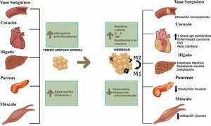 Efecto de la obesidad sobre diferentes tejidos del organismo. Los tejidos más importantes que están relacionados con el riesgo cardiovascular pueden ser afectados por la acumulación exógena de grasa. Con el aumento de peso, la célula grasa tiene un proceso de hipertrofia y un consecuente incremento de la producción de adipoquinas proinflamatorias. Aumento de la acumulación de macrófagos tipo 2.