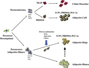 Desarrollo embrionario de las células adiposas. Los adipocitos provienen de un precursor común de origen mesenquimal. En el caso de los adipocitos café, su aparición es más temprana y provienen del dermomiotoma en forma común con las células musculares. El factor de transcripción PRMD16 diferencia los precursores adipocitos café de las células musculares. El adipocito café cuenta con moléculas que producen energía en forma de calor, como UCP-1, PGC1alfa. Los adipocitos blancos cuentan con unos marcadores específicos, que, con la modificación ejercida por el ambiente, pueden generar adipocitos beige, los que pueden desarrollar la expresión de moléculas similares a la de los adipocitos café y producir calor.