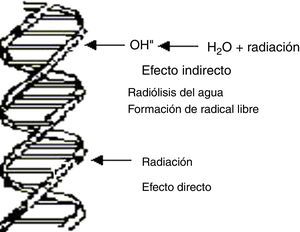 Representación esquemática de los efectos directos e indirectos de las radiaciones ionizantes.
