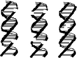 Tipos de fracturas del ADN.