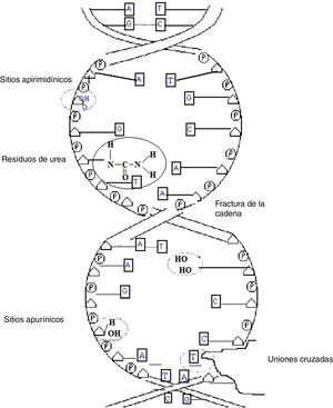 Representación esquemática de los principales radioproductos.