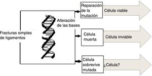 Consecuencia de los daños causados al ADN.