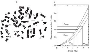 a) Linfocitos en metafase con aberraciones cromosómicas radioinducidas (DIC=dicéntricos, AN=anillo céntrico, AC=acéntrico). b) Curva dosis-respuesta para la producción de aberraciones cromosómicas4,6.
