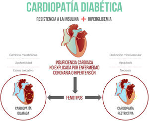 Fisiopatología de la cardiopatía diabética.