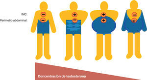 Correlación entre concentración de testosterona, índice de masa corporal (IMC) y perímetro abdominal.