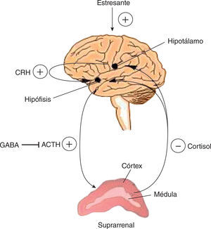 El cortisol es un estímulo negativo para la hipófisis, que disminuye la testosterona.