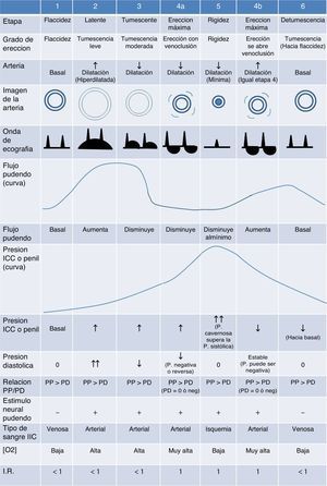 Las seis etapas del proceso de erección normal y los parámetros hemodinámicos de cada una.