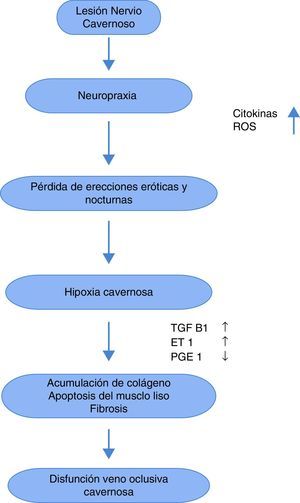Círculo vicioso de la disfunción eréctil posprostatectomía radical. Adaptado de European Urology, 55:2009;334-347.
