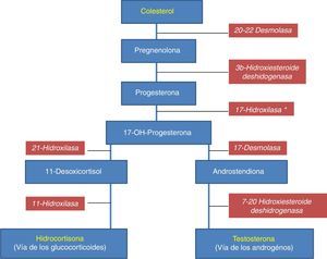 Síntesis de testosterona desde colesterol con las enzimas respectivas. La típica frontdoor pathway.