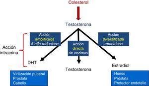 Esquema de vías de síntesis de testosterona con sus 3 divisiones: amplificada, directa y diversificada.